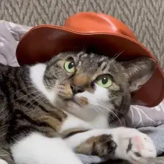 Catwifhat — отзывы и рейтинг